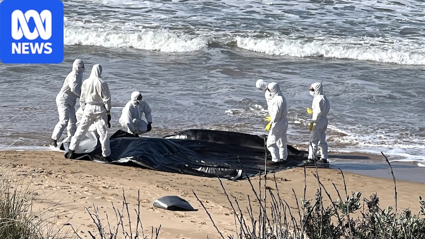 Dead juvenile whale washed up on Victor Harbor beach to be tested for bird flu