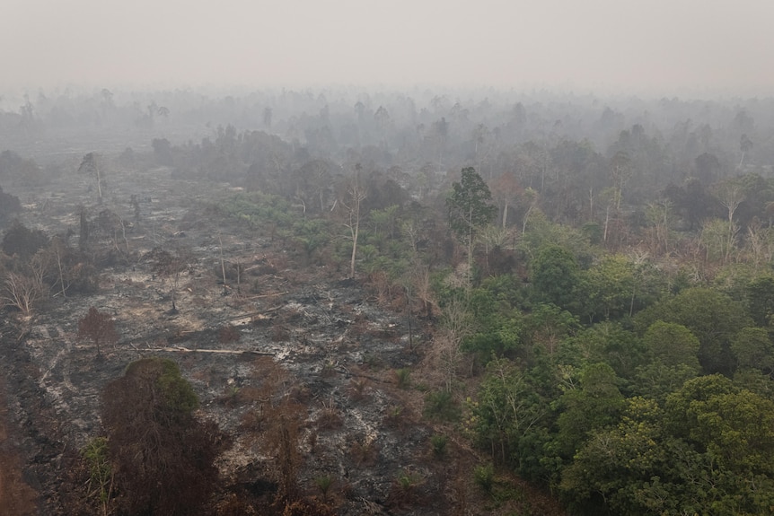 A close up of destoryed areas in the West Kalimantan province in Indonesia.