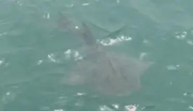 A critically endangered bowmouth guitarfish that surfaced off Bedok Jetty on Oct 29, 2022, was the first formal record of a sighting in Singapore in nearly 30 years.