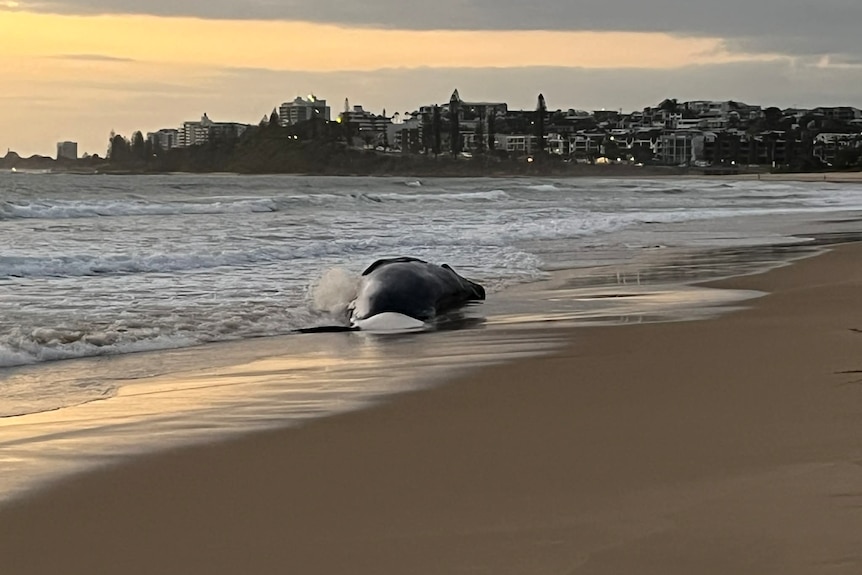 Waves wash over a dead whale on a beach.