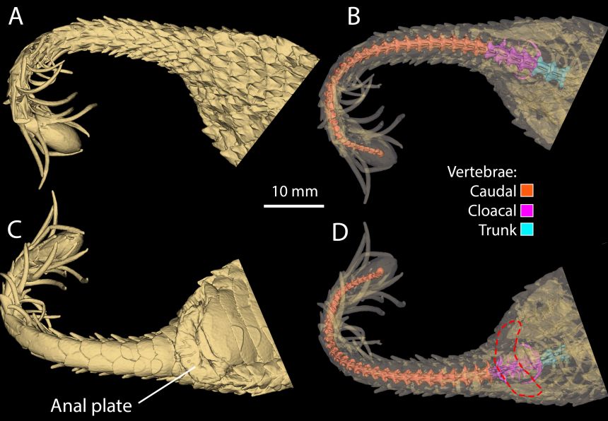 There are no bony structures within the spider-like tip, based on scans.