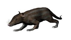 Illustration of four-legged animal with a tail and long nose