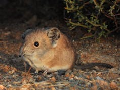 Mouse-like animal