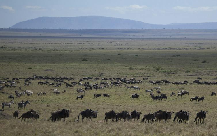 a herd of Wildebeest roaming a grassland area