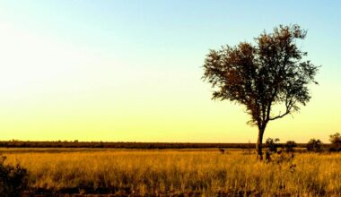 Planting trees in the wrong places is not a climate solution