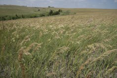 Grasslands blow in the wind