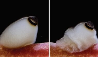 How brainless sea sponges use sunset as a cue
to prepare for metamorphosis