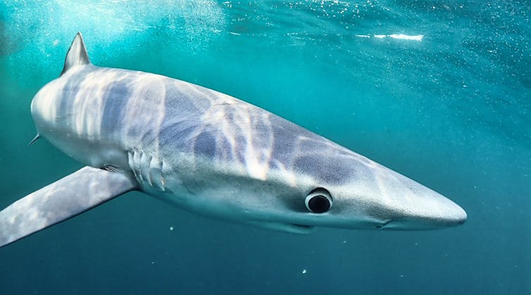 Blue shark