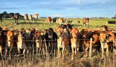 Can what we feed farm animals directly benefit our own health? Our research suggests it can