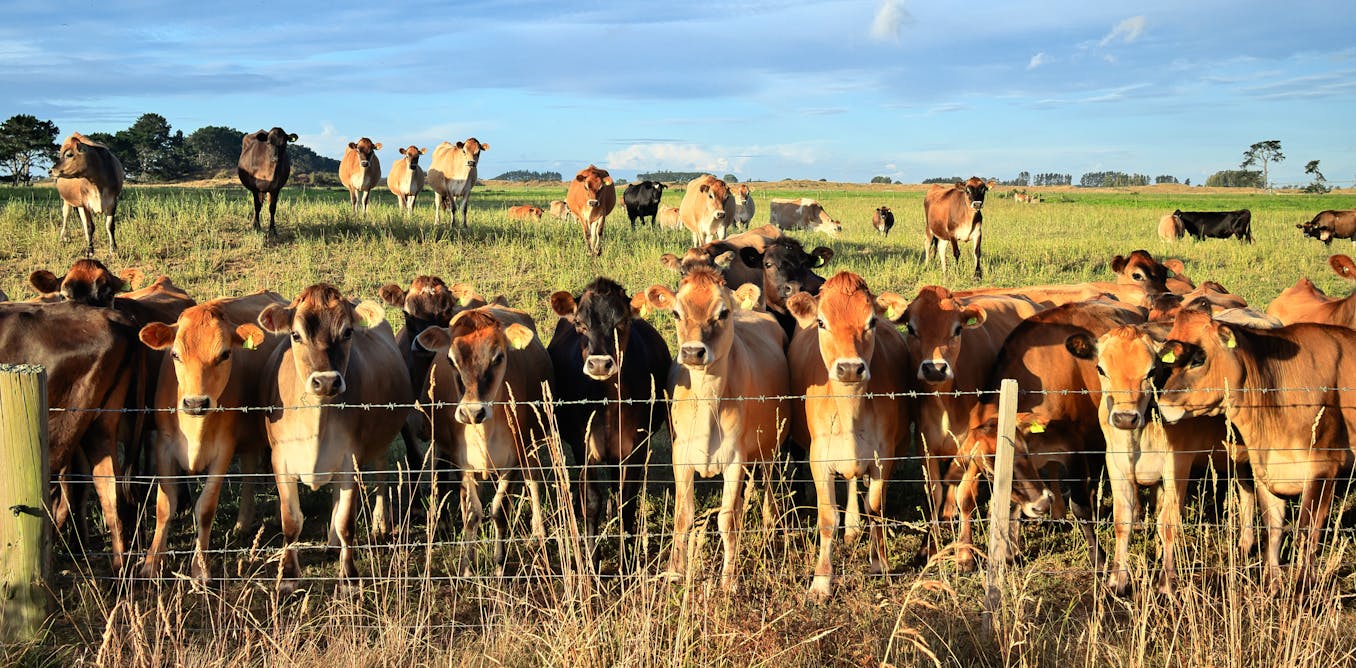Can what we feed farm animals directly benefit our own health? Our research suggests it can
