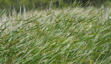 Climate change is making it easier for invasive species to succeed