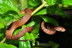a brown snake wrapped around a branch of a green plant