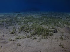 seagrass on the ocean floor