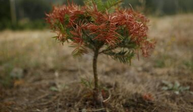 How to tackle persistent drought: Lessons from British Columbia