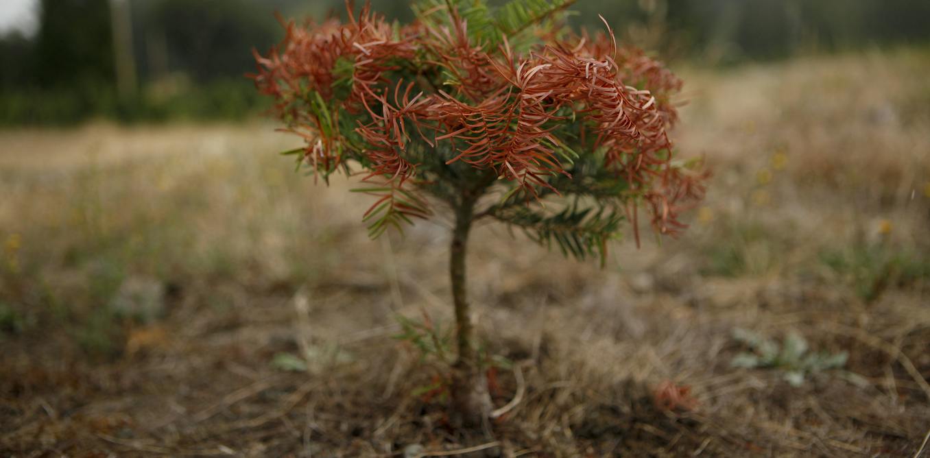How to tackle persistent drought: Lessons from British Columbia