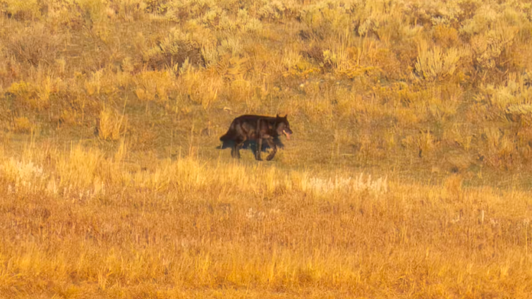 a wolf with back fur walking in a grassland area