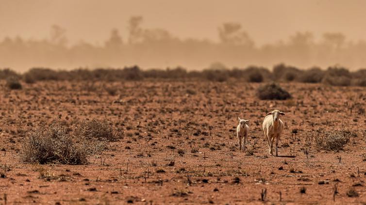 a bare paddock during a dust storm in the middle of an australian drought