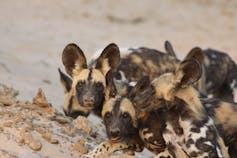 Small dogs with very long ears huddle together on a sandy bank.