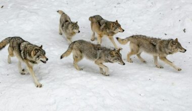 B.C.’s militarized wolf cull is a misguided approach to a complex issue