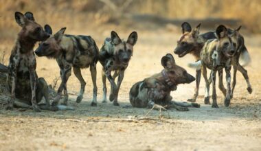 3 African wild dogs travelled over 4,000km to find mates – why that’s good news for the endangered species