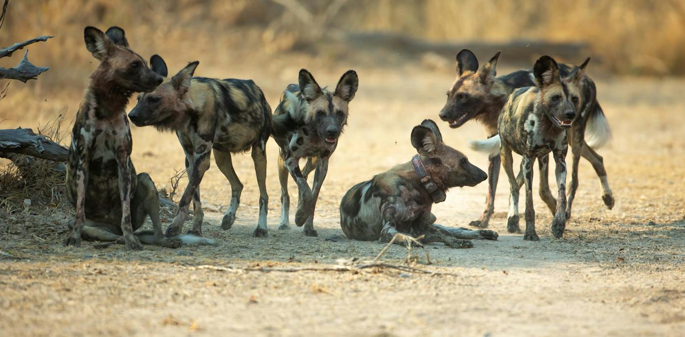 3 African wild dogs travelled over 4,000km to find mates – why that’s good news for the endangered species