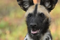 An alert looking fluffy beige and black puppy with huge ears sticking up.