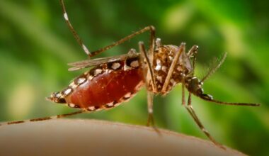 Dengue-carrying mosquitoes expand their reach into new territories – including Florida