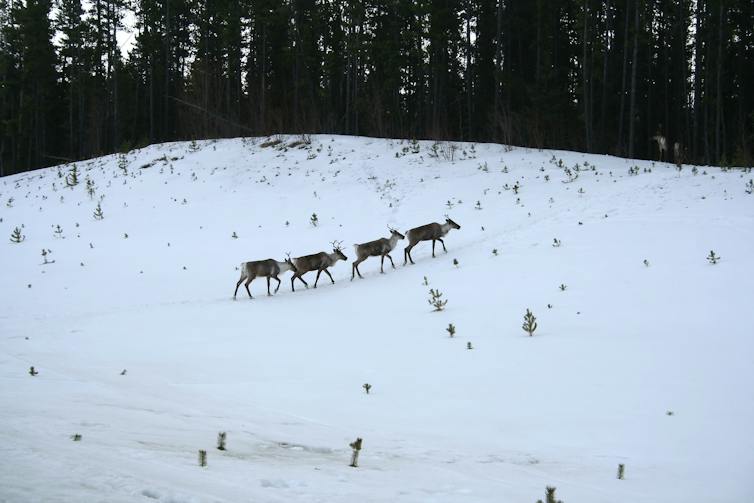 caribou walk in a line across a snowy field