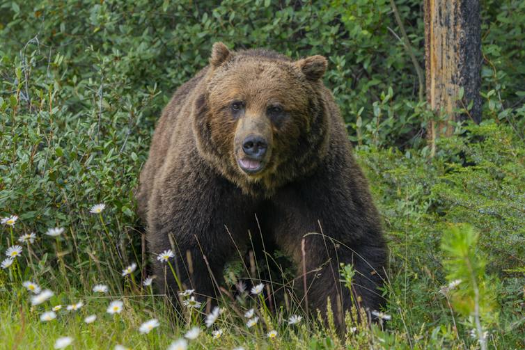 a grizzly bear in a green wooded area