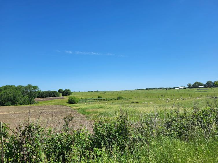A conventional field with a tilled field lies empty, next to a green pasture with small, white animals grazing on it.