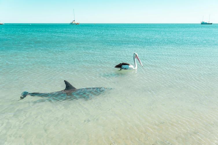 dolphin swimming next to pelican.