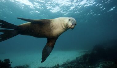 Bird flu has claimed its first Australian sea lion and dolphin. How does the virus get into these animals?