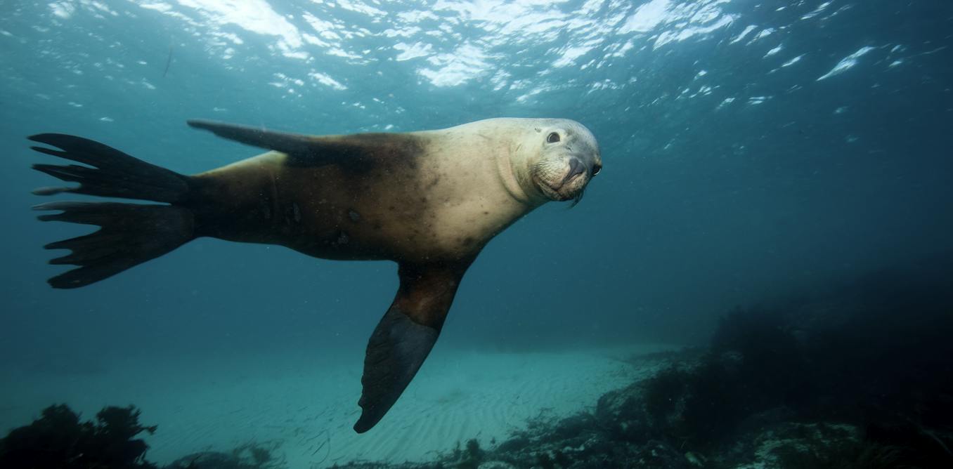 Bird flu has claimed its first Australian sea lion and dolphin. How does the virus get into these animals?