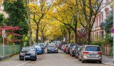 ‘Small, flowering islands’: German city reveals how nature thrives when neighbours care for street tree beds