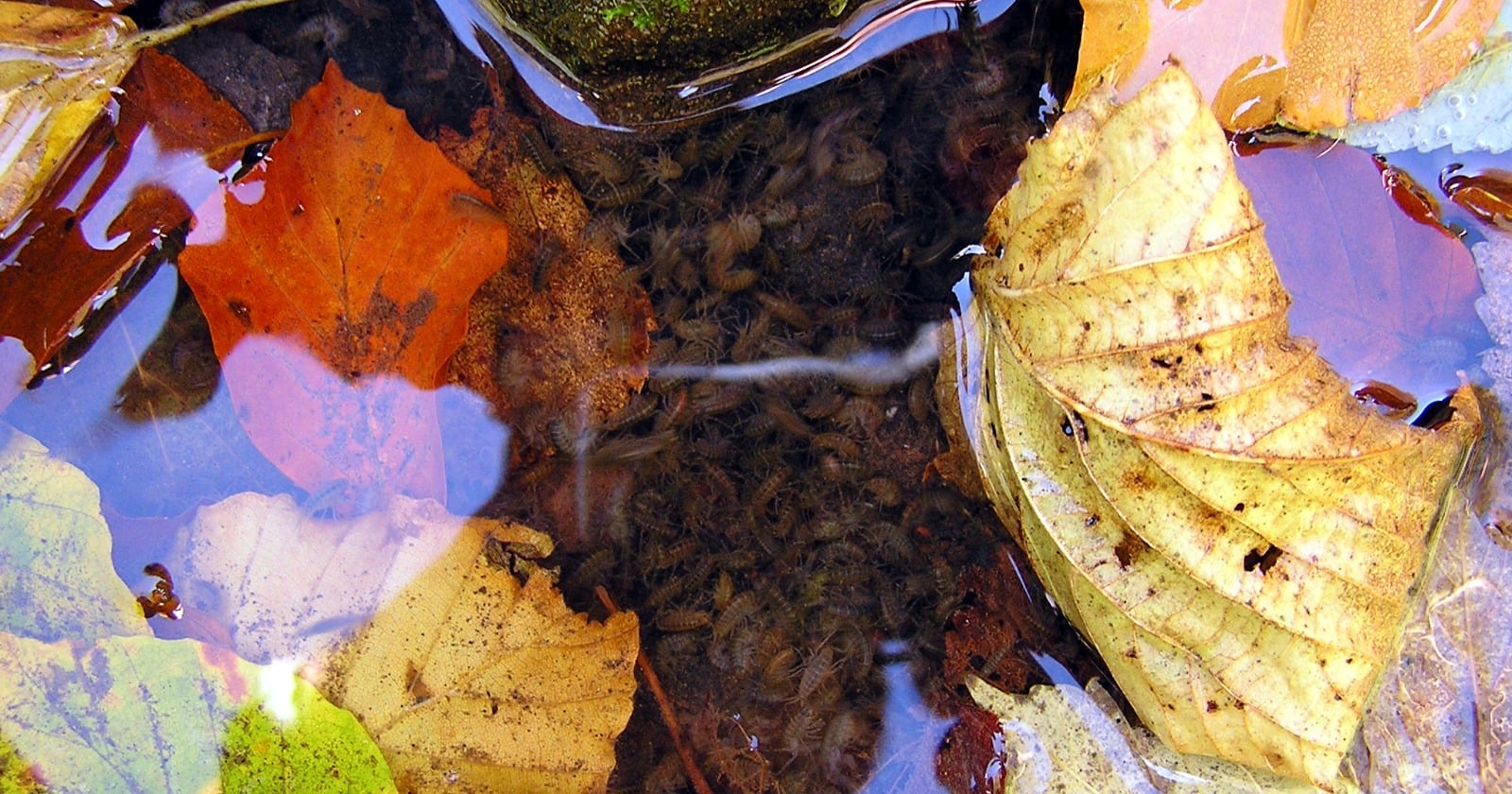 Freshwater shrimp kept for twenty hours at a caffeine concentration detected in highly polluted rivers spent less time in the dark than shrimp kept at ordinary background levels, and that shift was about the same size as the one caused by a parasite that manipulates them into being eaten by water birds