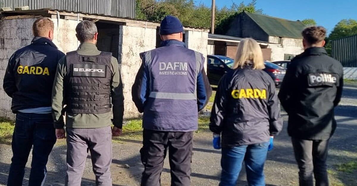 Gardaí swoop in Donegal during major horse trafficking probe
