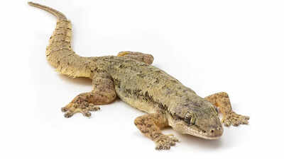 After Rábida Island removed invasive rats in 2011, scientists later confirmed a native gecko alive there that had previously been known only from ancient remains