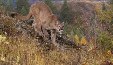 Mountain lion spotted in San Francisco's Panhandle, prompting animal control response