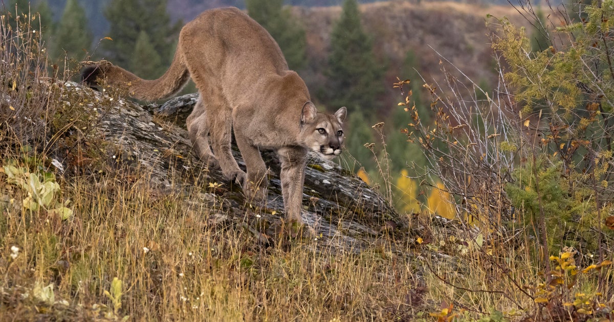 Mountain lion spotted in San Francisco's Panhandle, prompting animal control response