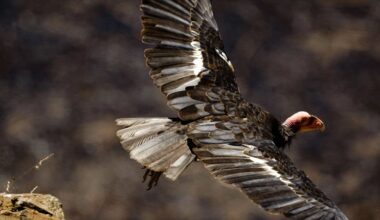 US states sue Trump administration for weakening endangered species protections