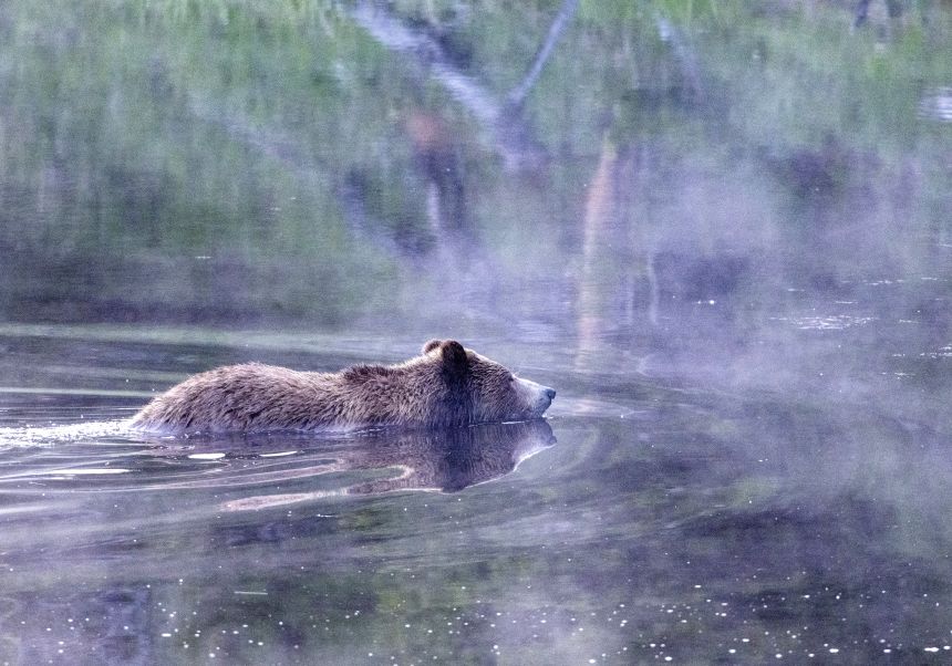 A female Grizzly bear swims across Pelican Creek in Yellowstone National Park, Wyoming on June 21, 2024.