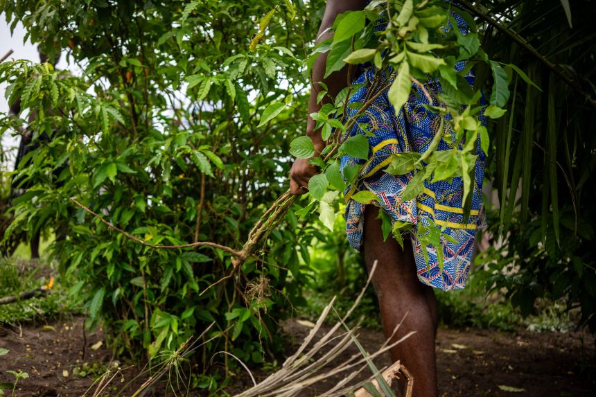 A man pulls iboga roots from the ground, marking the culmination of the sacred harvesting ceremony, in Gabon in February 2025.