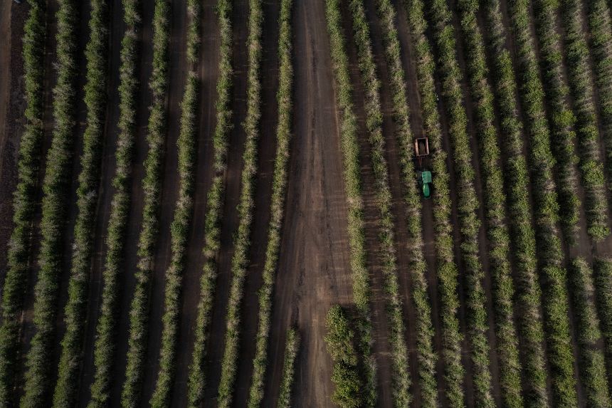 Coffee plants at a farm in Franca, Sao Paulo, Brazil, on August 25, 2026.