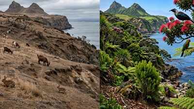 Goats, rabbits, and rats devastated this New Zealand island. Decades later, nature has returned with native forests and wildlife