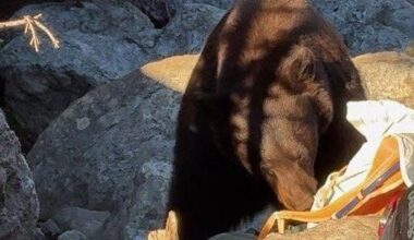 Grand Teton National Park forced to kill bear "because of poor decisions" made by human visitors