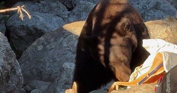 Grand Teton National Park forced to kill bear "because of poor decisions" made by human visitors