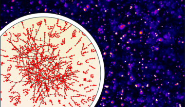 Avoiding a Sticky Situation: How Cells Stop Messenger RNAs From Clumping Together