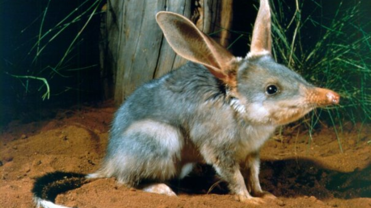 Greater Bilby (Macrotis lagotis) (Image: Wells, Babs & Bett (CALM) and DCCEEW.) Greater Bilby (Macrotis lagotis) (Image: Wells, Babs & Bett (CALM) and DCCEEW.)