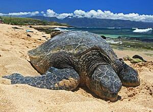 green-turtle-basking-beach-lg