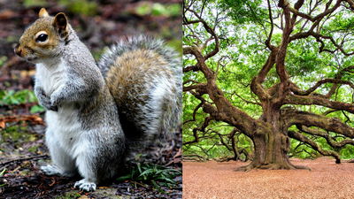Grey squirrels bury thousands of acorns each year and forget a share of them, unintentionally planting oaks and reshaping forests